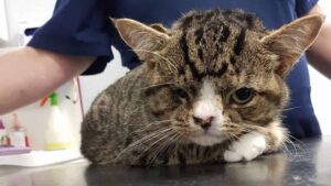 "Ugly" Kitten Finds Love in the Heart of a Kind Man