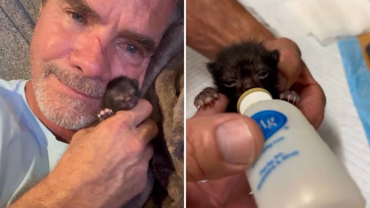 Thumb Sized Kitten Abandoned Finds a Second Chance at Life