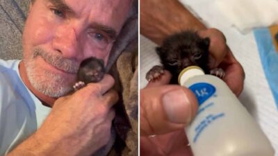Thumb Sized Kitten Abandoned Finds a Second Chance at Life
