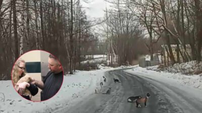 Pittsfield Dad Stumbles Upon Dozens Of Cats Dumped On Icy Road And Makes A Heroic Rescue