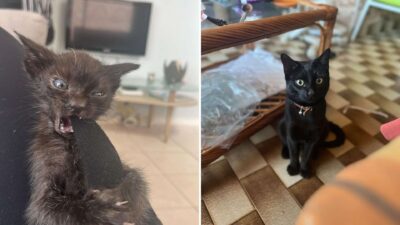 From Scrappy to Stunning: Rescued Kitten Overcame Trauma
