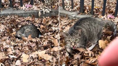 Abandoned Cat Found Curled Up In Leaves On A Freezing Brooklyn Night