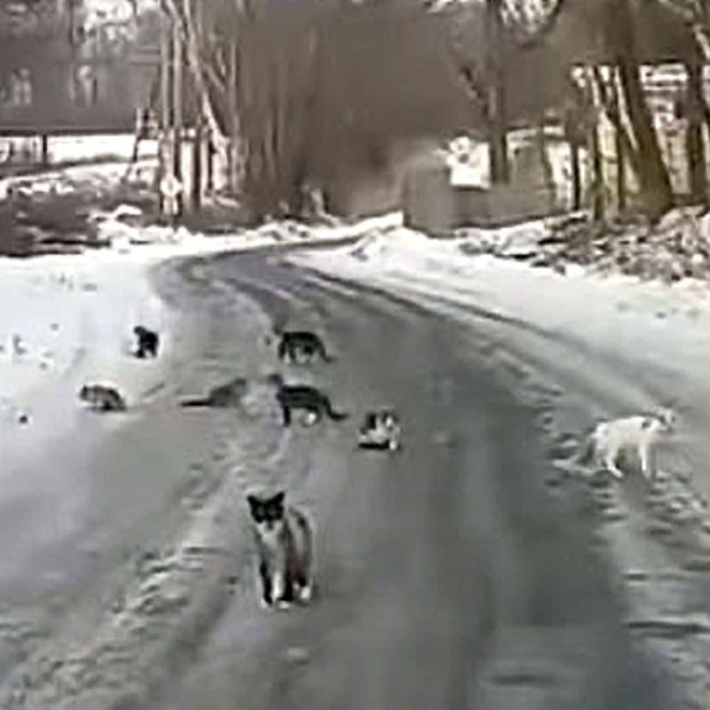 Abandoned cats were walking along the street 1024x1024