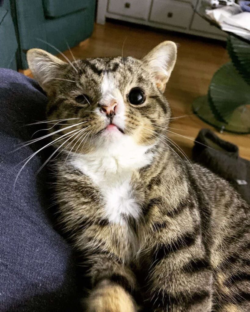 Photo of Arlo a cat with defect