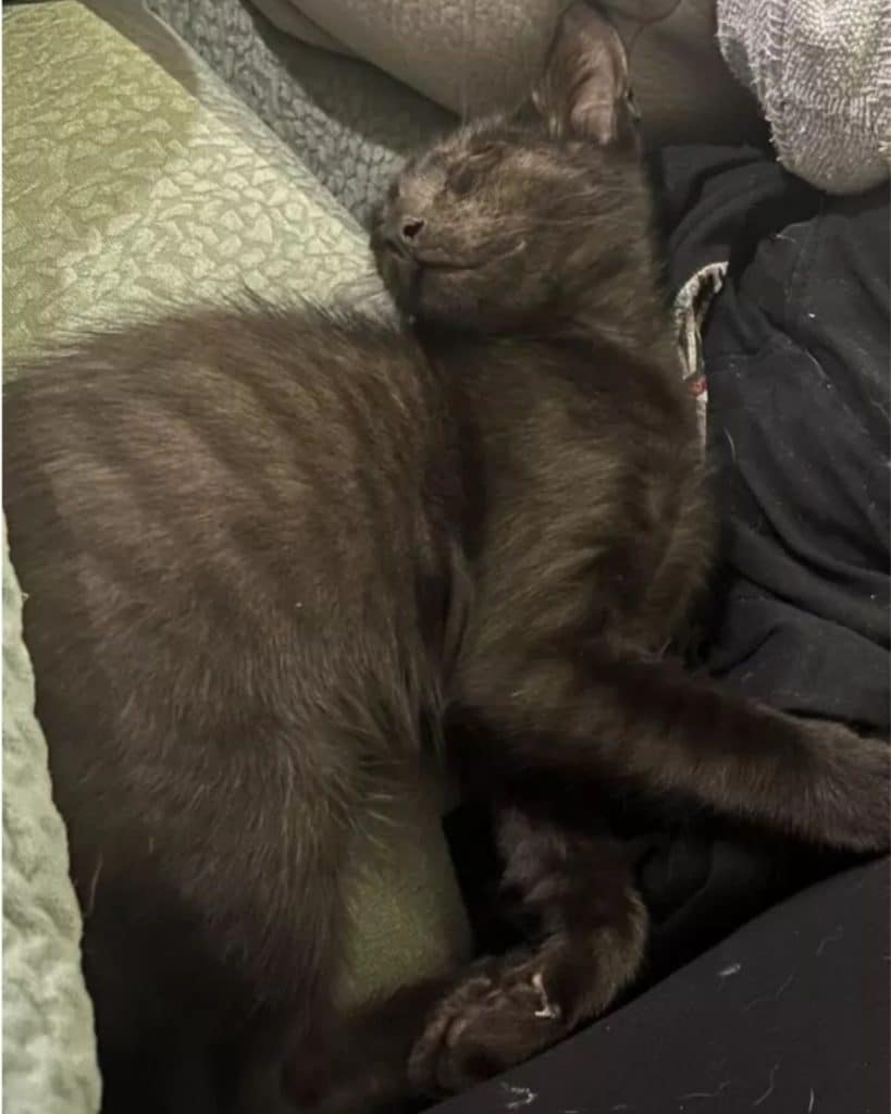 The black cat is sleeping 819x1024