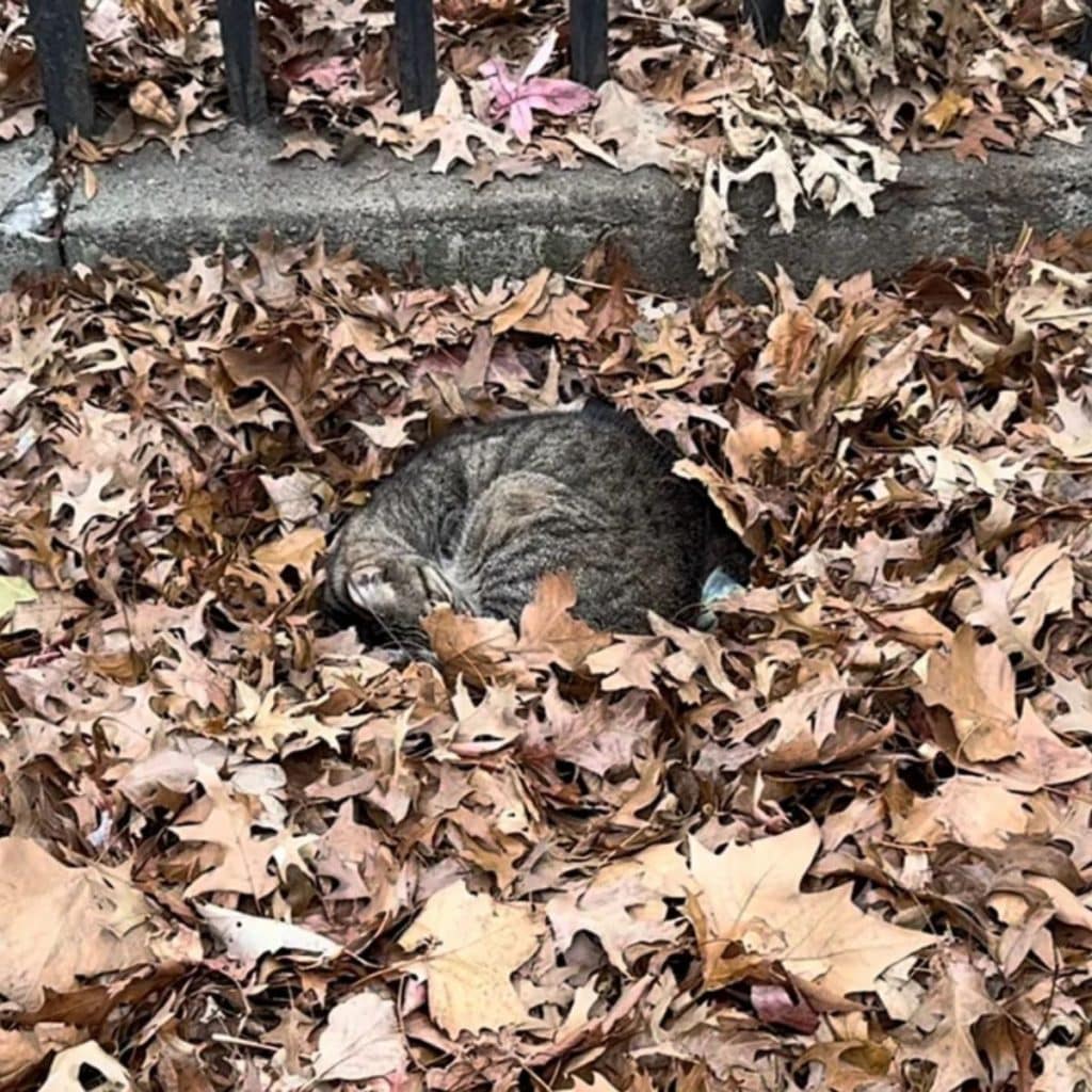 The cat is lying curled up in the leaves 1024x1024