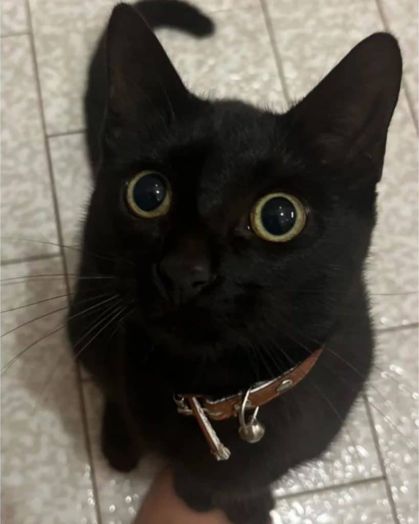 The cat is sitting and looking intently at the camera 819x1024