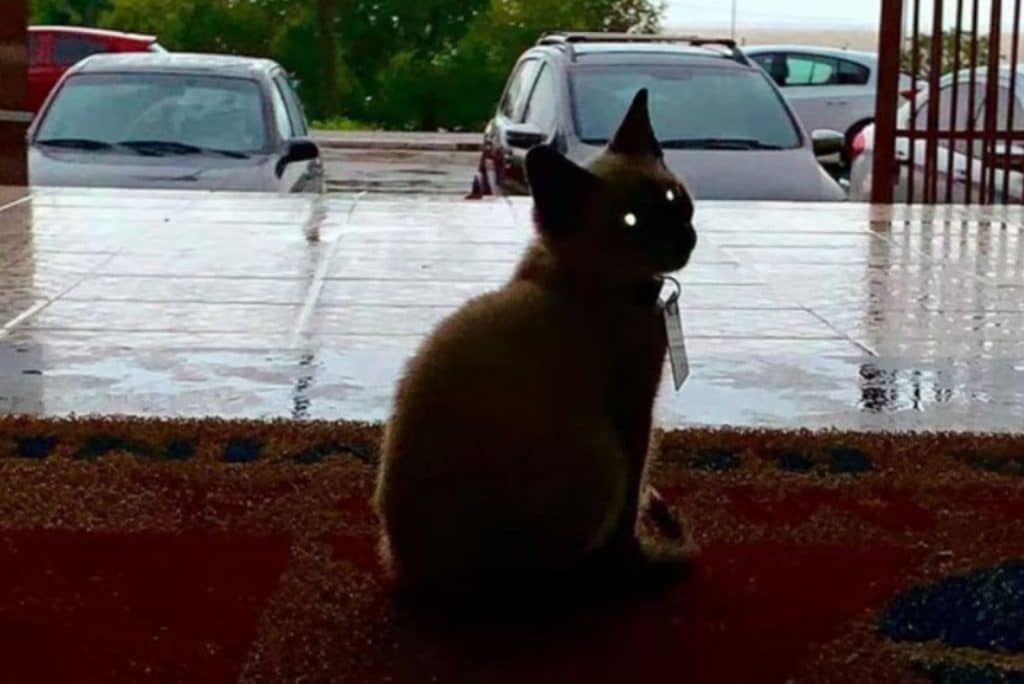 The cat is sitting on the mat 1024x684