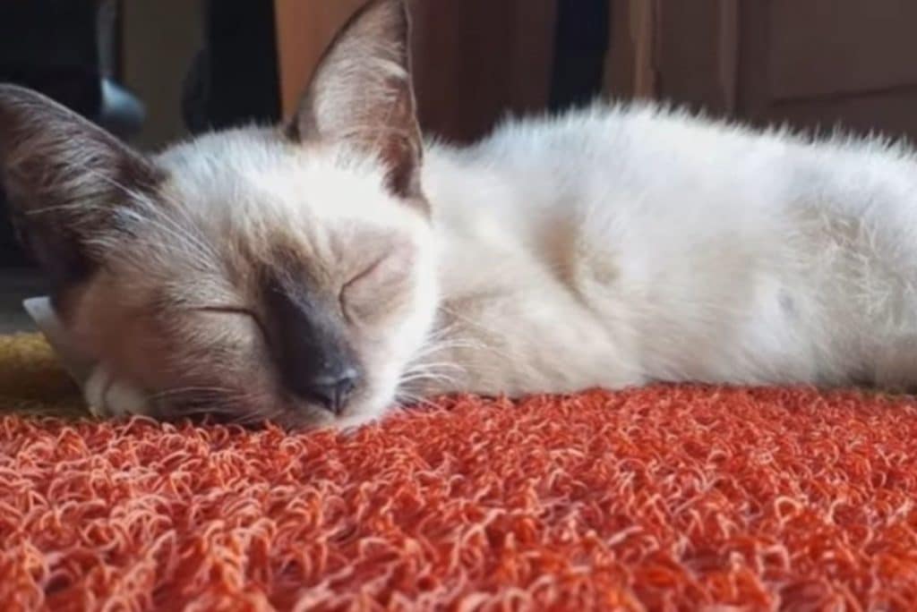 The cat is sleeping on the orange carpet 1024x684