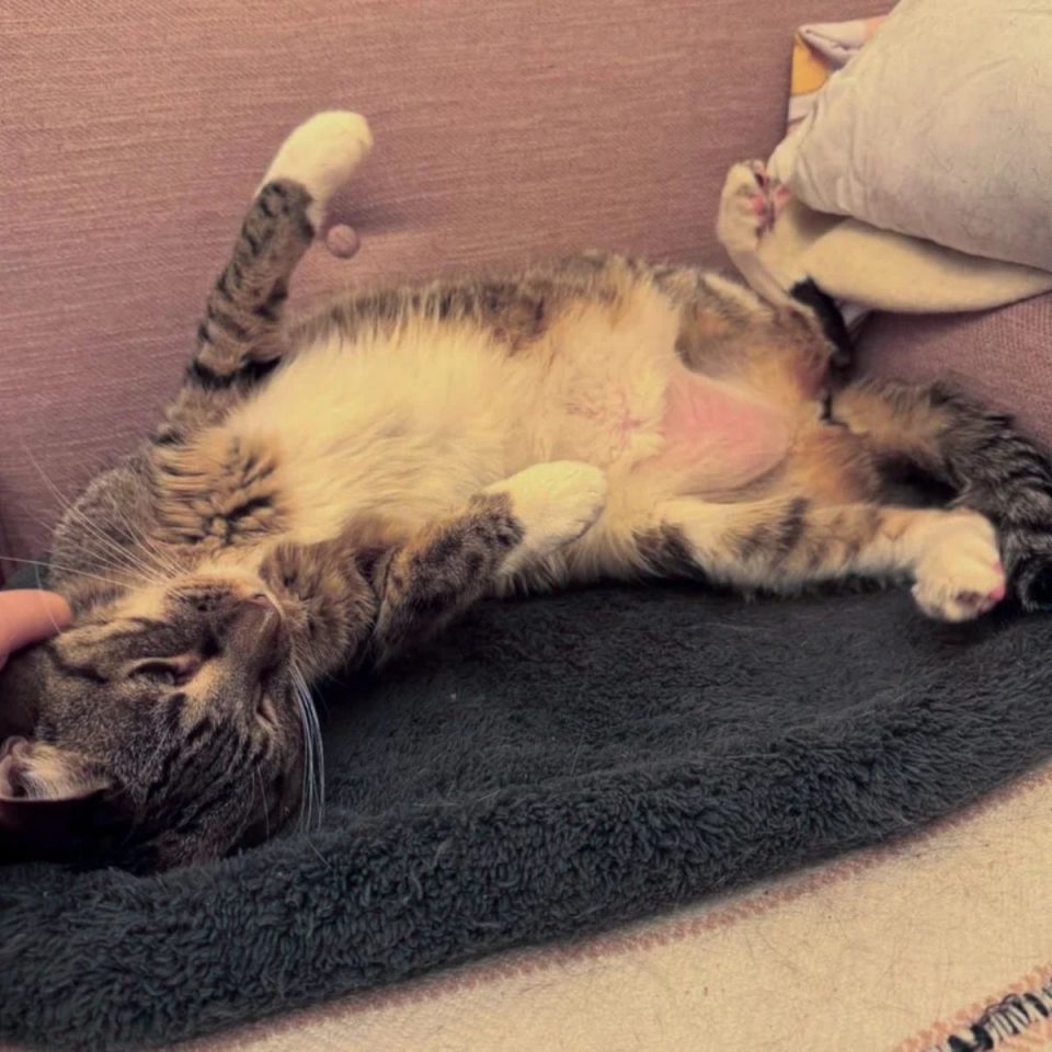 The cat lies on its back while the girl pet it 960x960