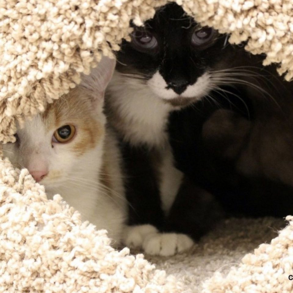 Two kittens peeking out of their house 960x960