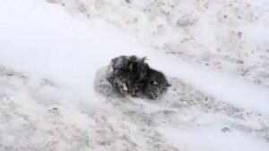 A Mysterious Lump In The Snow Caught A Young Man’s Eye, Then It Started Moving