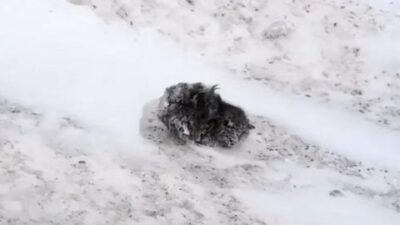A Mysterious Lump In The Snow Caught A Young Man’s Eye, Then It Started Moving