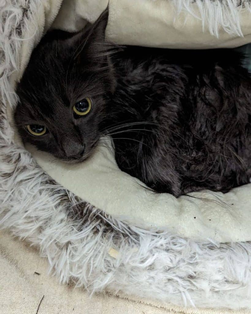 a black cat lies on a pillow 819x1024