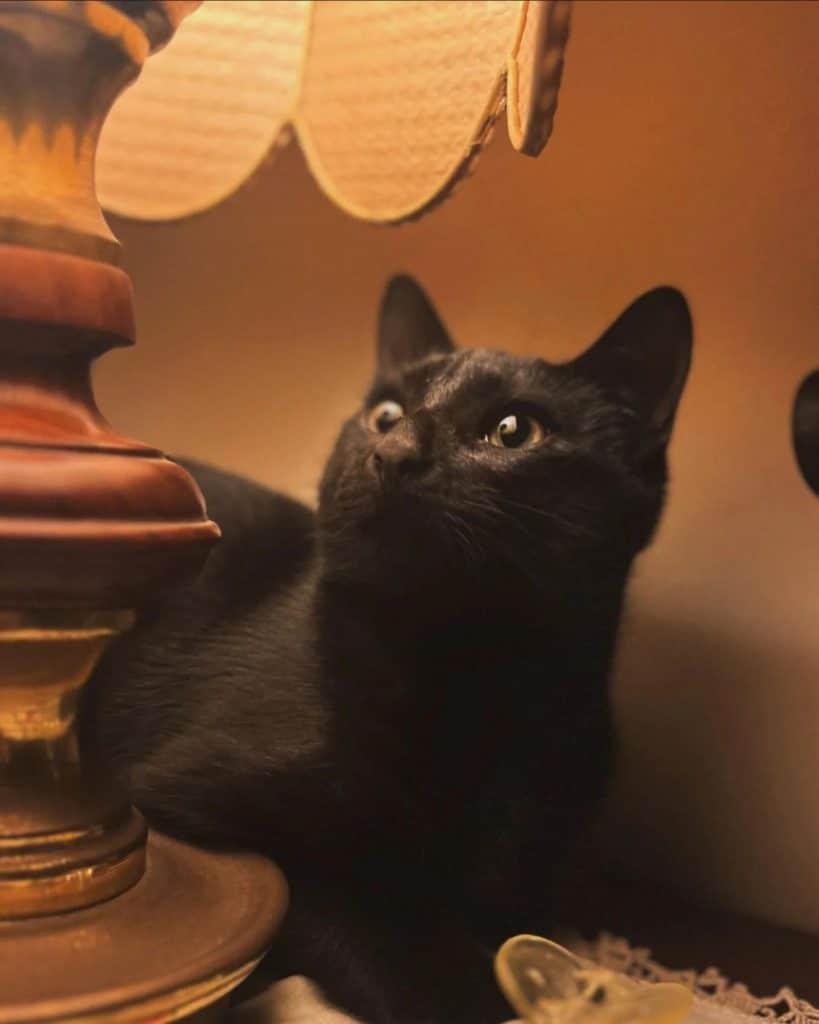 a black cat lies under the lamp 819x1024