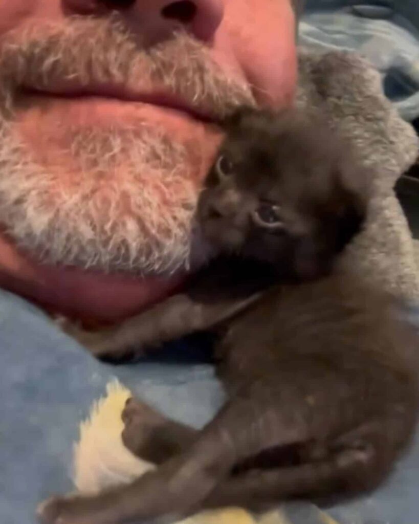 a kitten resting on a mans chin