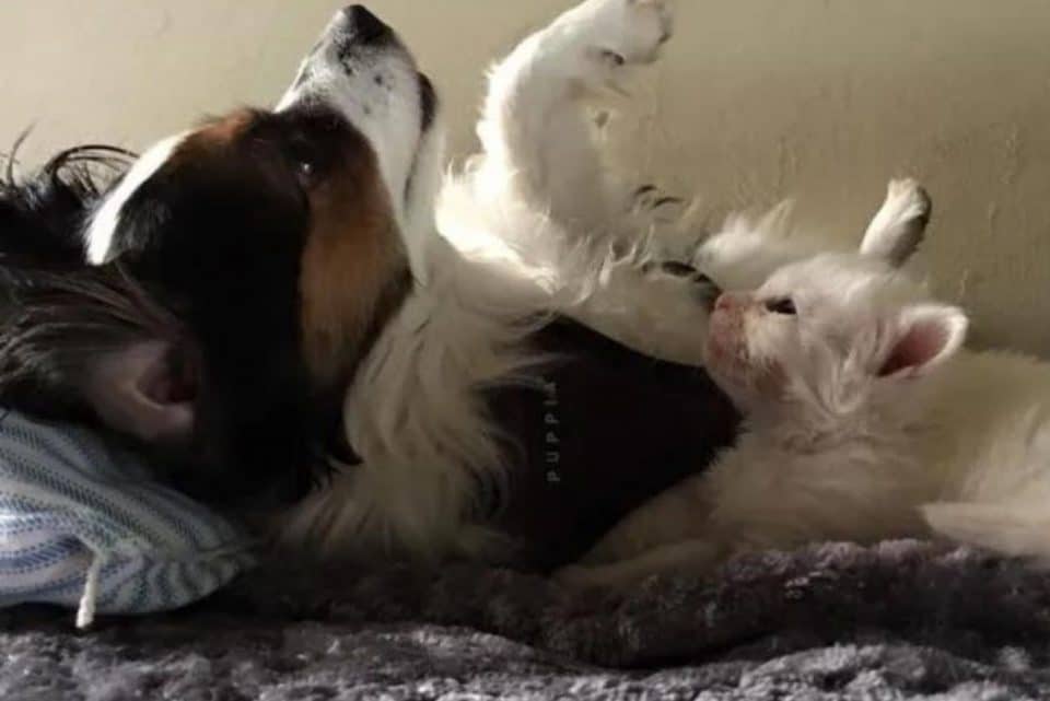 a playful dog with a cat 960x641