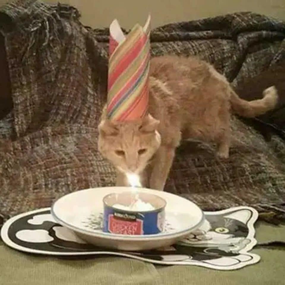 a rescued cat is celebrating its birthday 960x960
