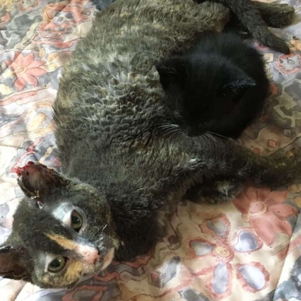 a sick cat and a black kitten next to it