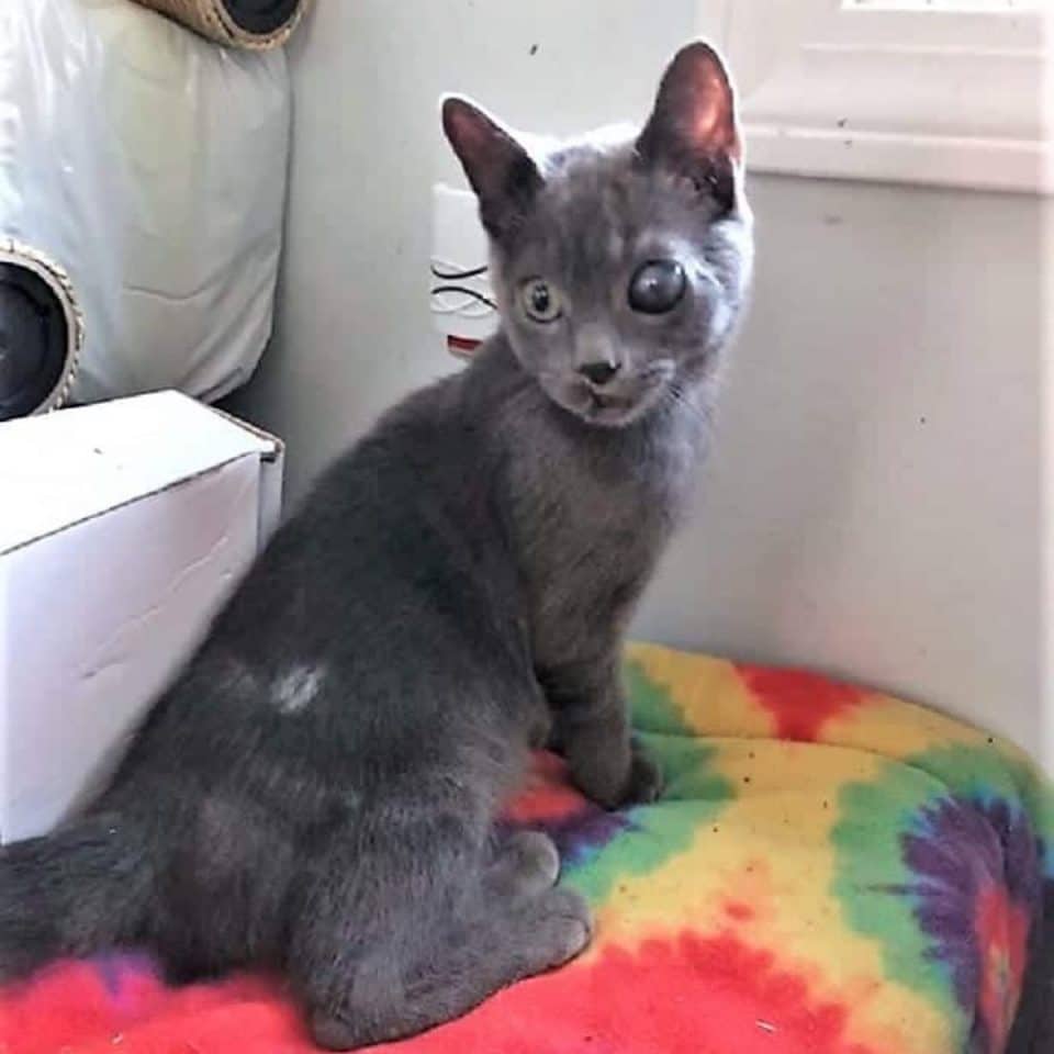 abused black kitten 960x960