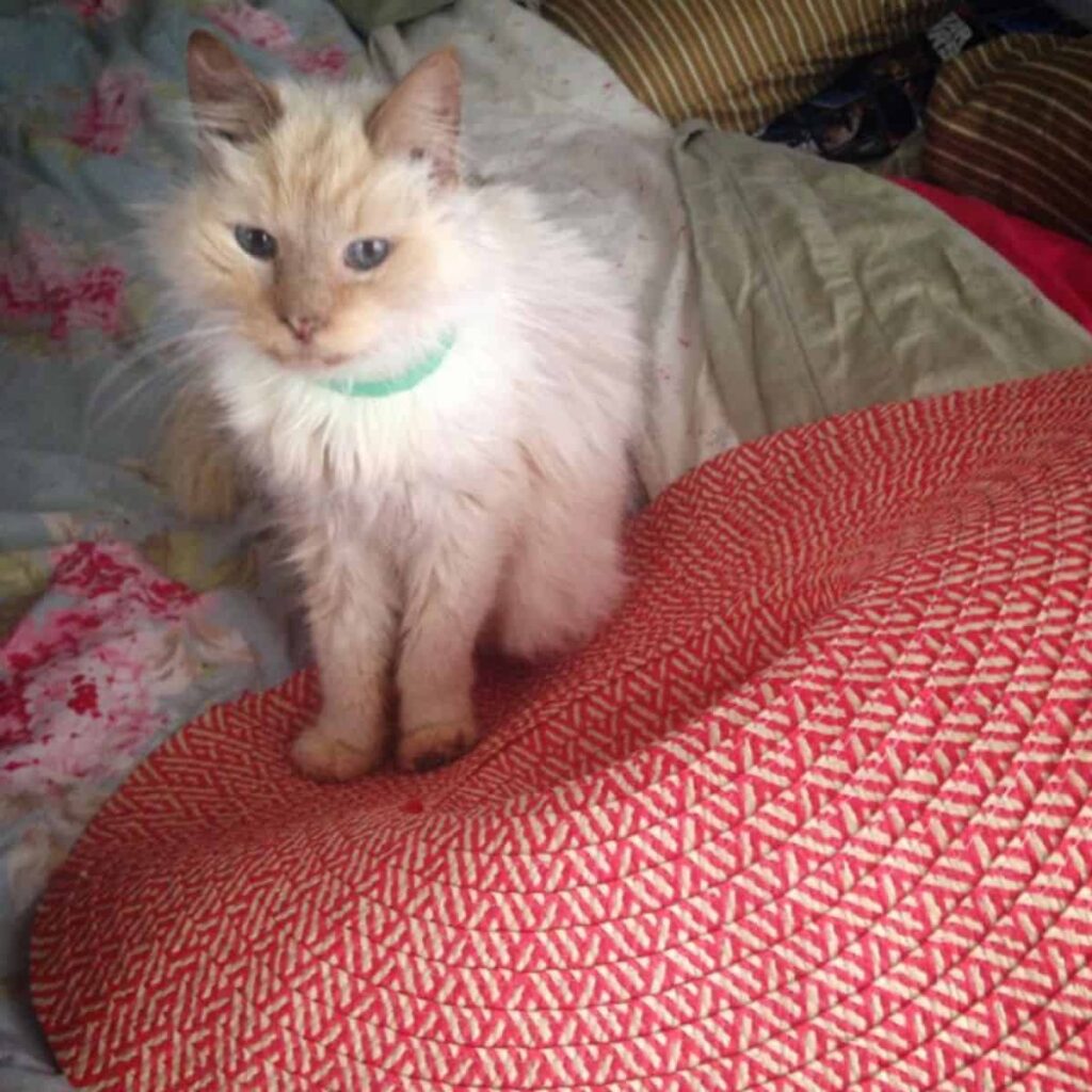 adopted cat lies on the bed Abandoned At 17, Cat Finds The Love She Deserves