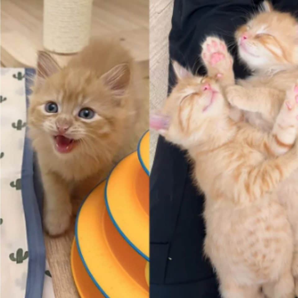 adorable ginger kittens 960x960