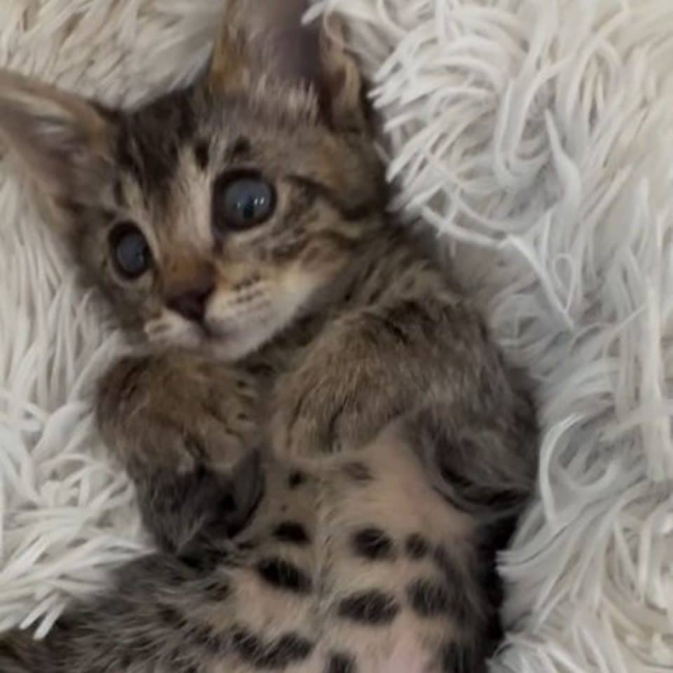 adorable tiny kitten lying on her back 960x960