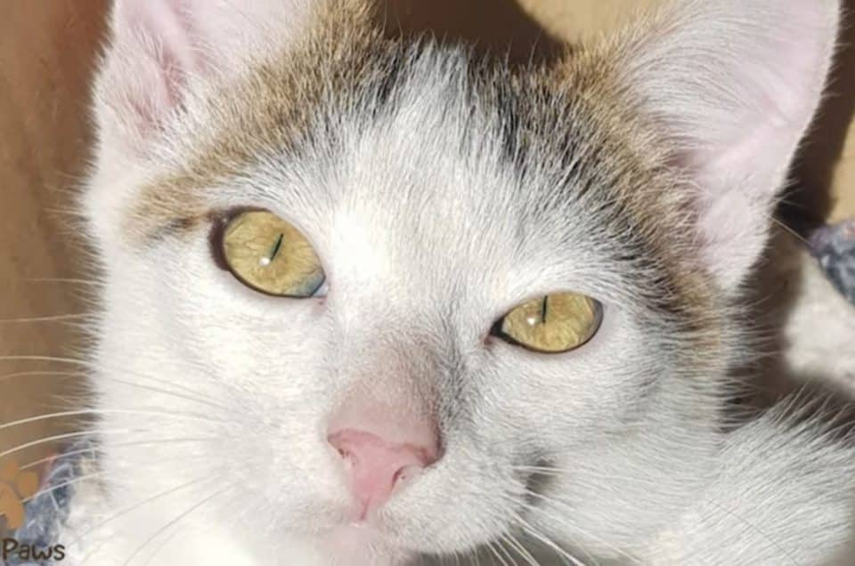 adorable white cat 960x636