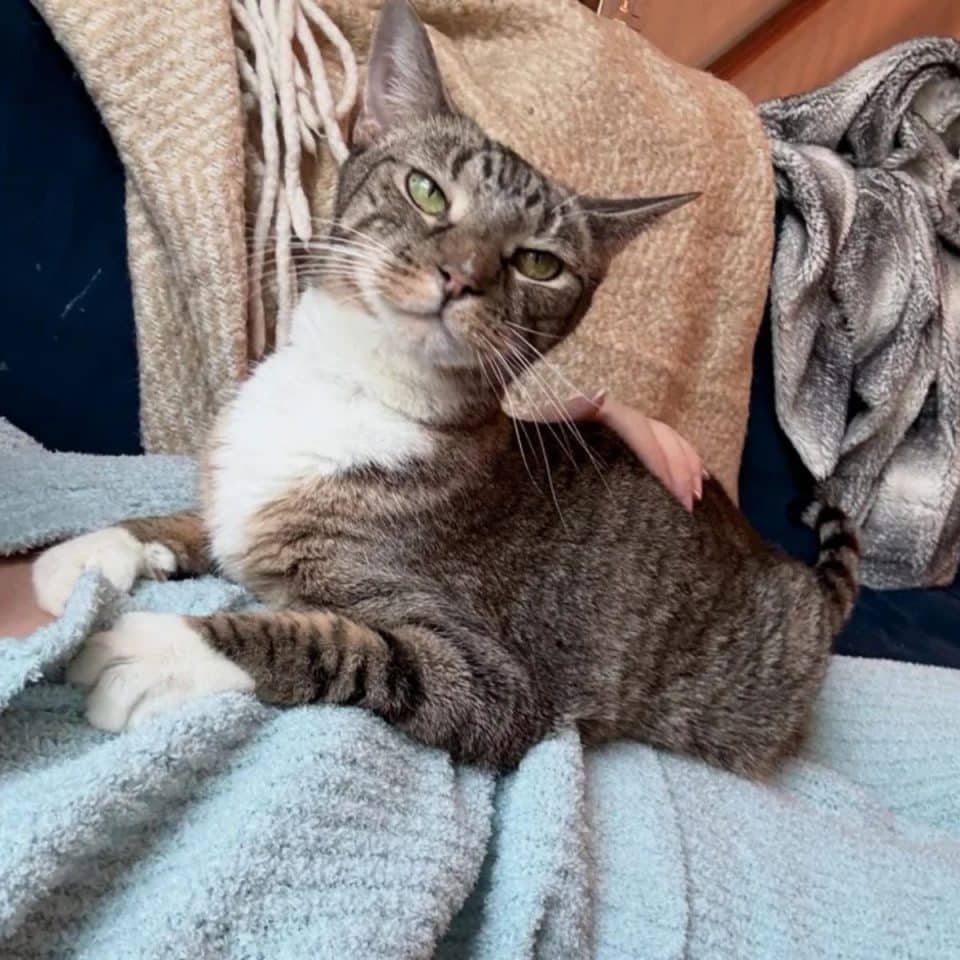 beautiful cat sitting on a womans chest 960x960