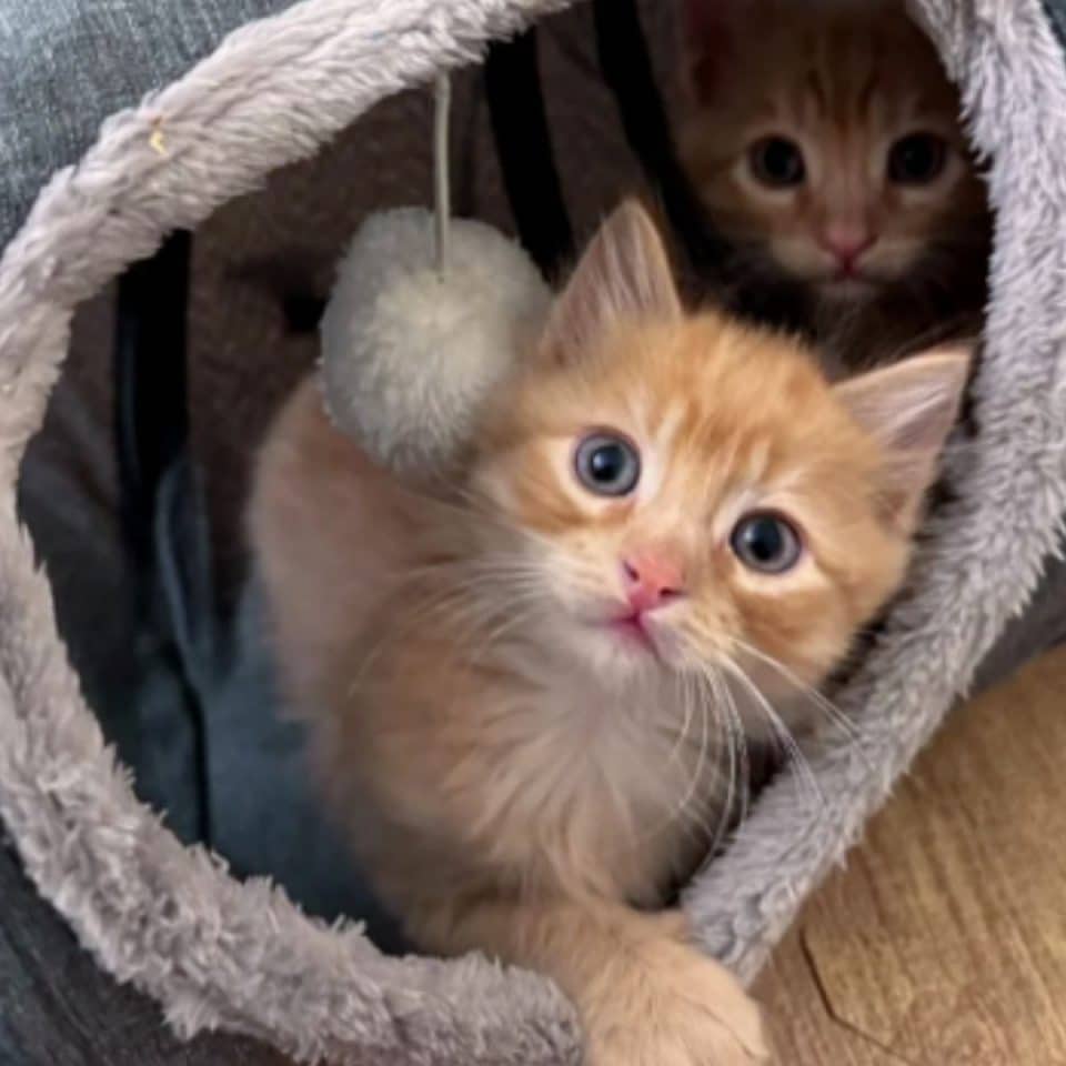 beautiful ginger kittens 960x960