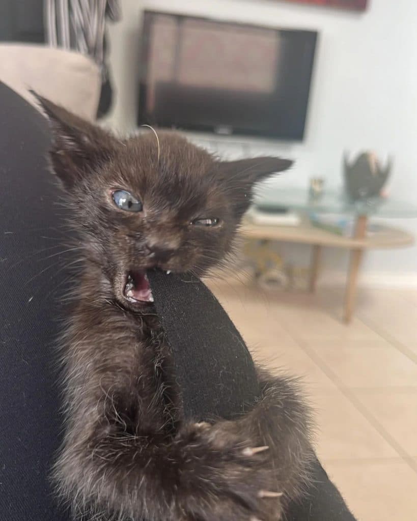 Rescued Kitten Overcame Trauma