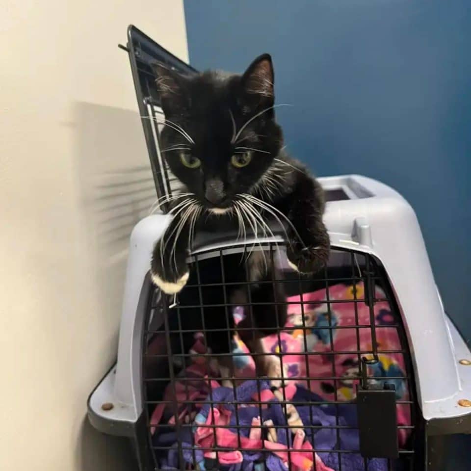 black cat in crate 1 960x960