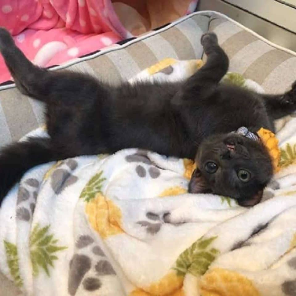 black cat laying on a bed 960x960