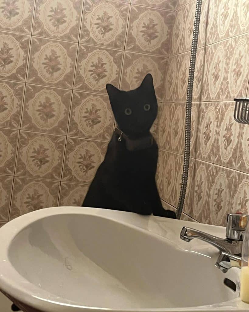 black cat leaning on the sink 819x1024