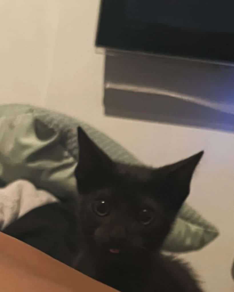 Rescued Kitten Overcame Trauma
