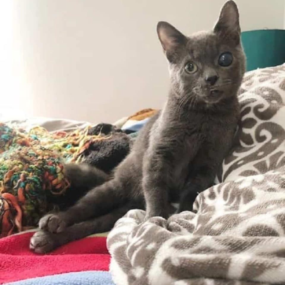 black kitten with injured eye 960x960