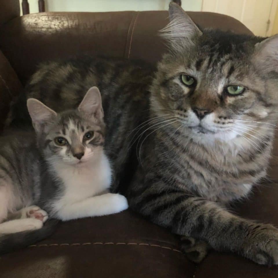 cat and a kitten lying 960x960
