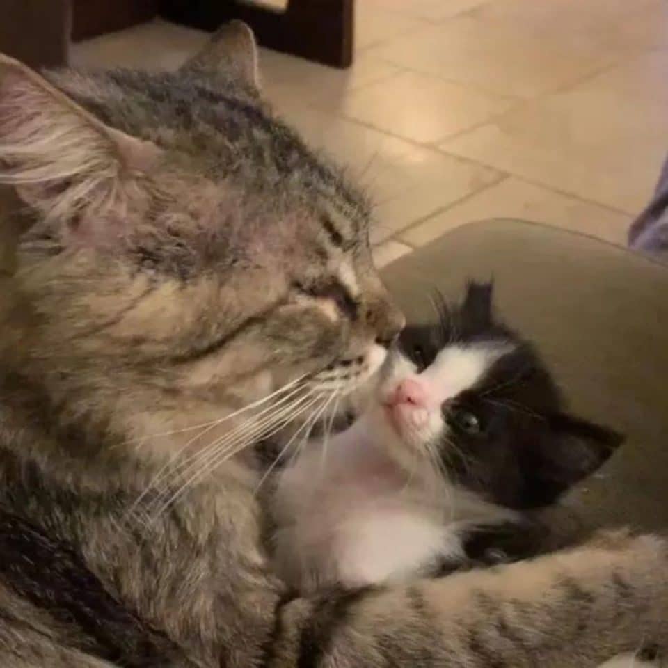 cat cleaning the kitten 960x960