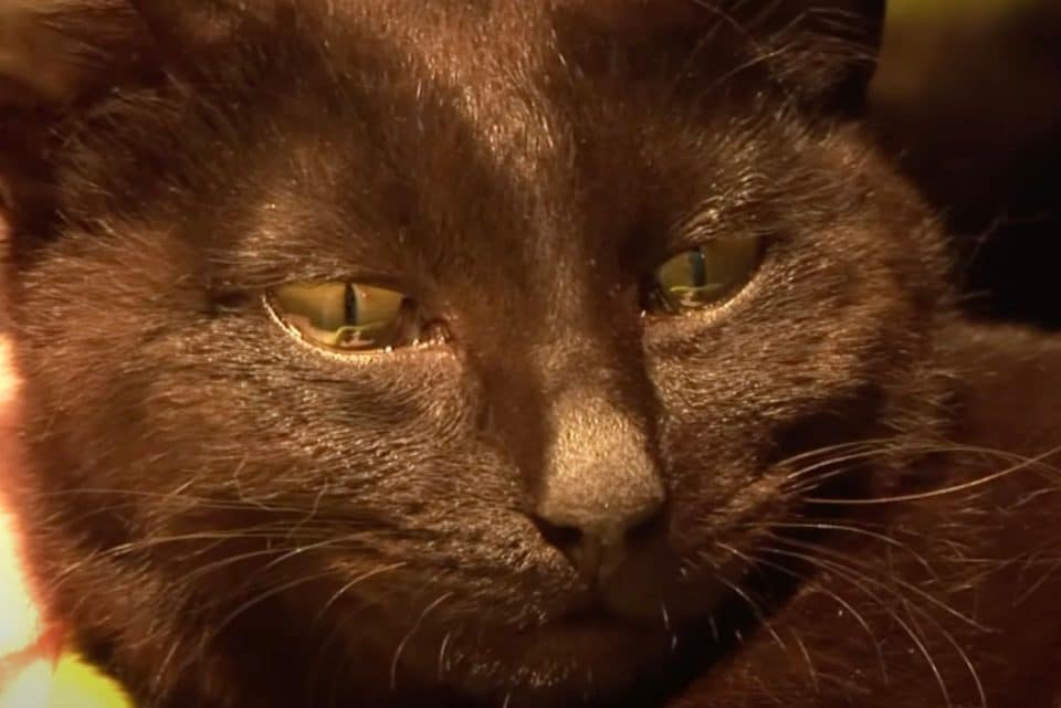 cat crying 960x641