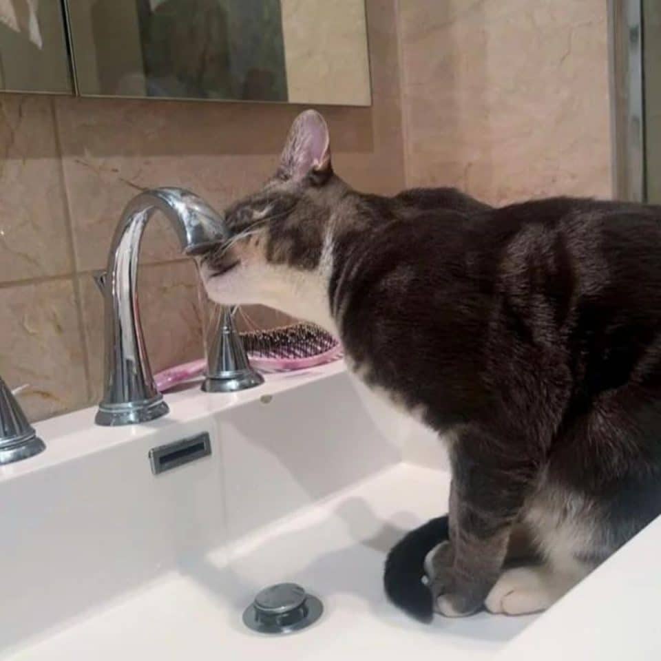 cat drinking water 1 960x960