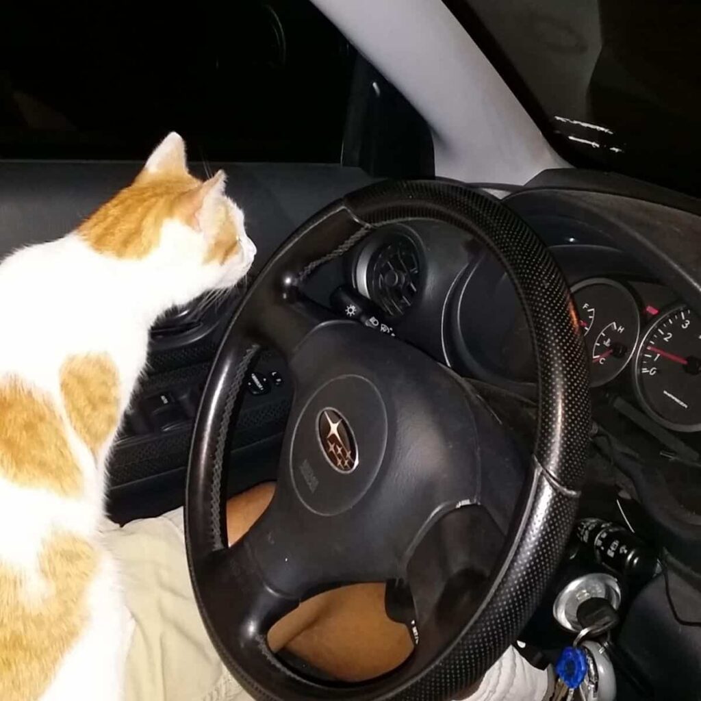 cat in the car
