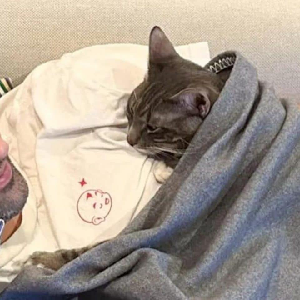 cat laying on a owner 960x960
