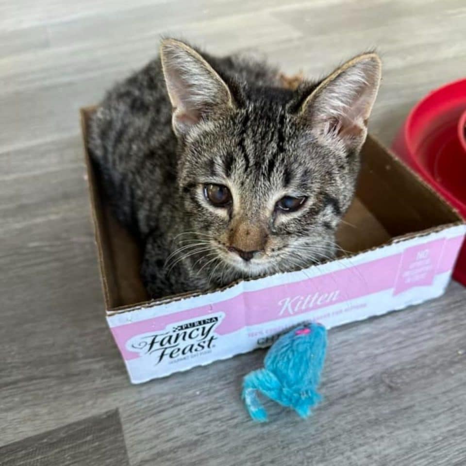 cat lying in cardbox 960x960