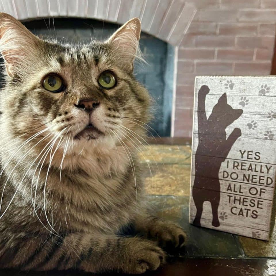 cat next to a sign about cats 960x960