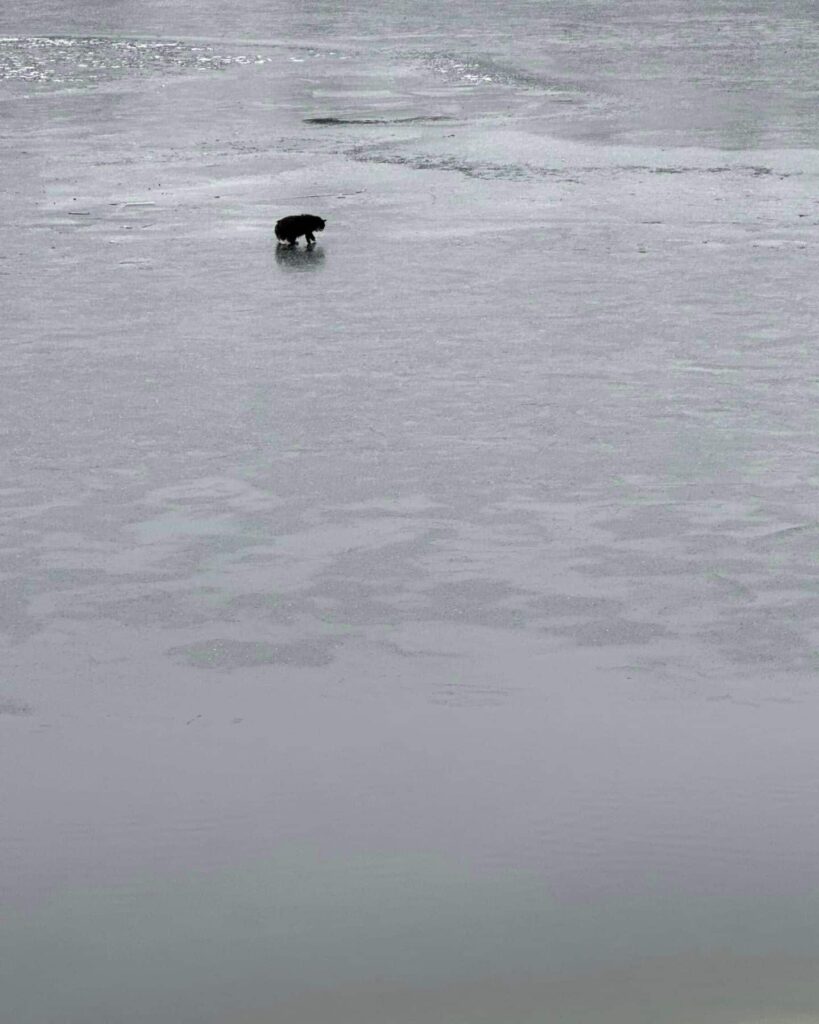 cat on icy lake