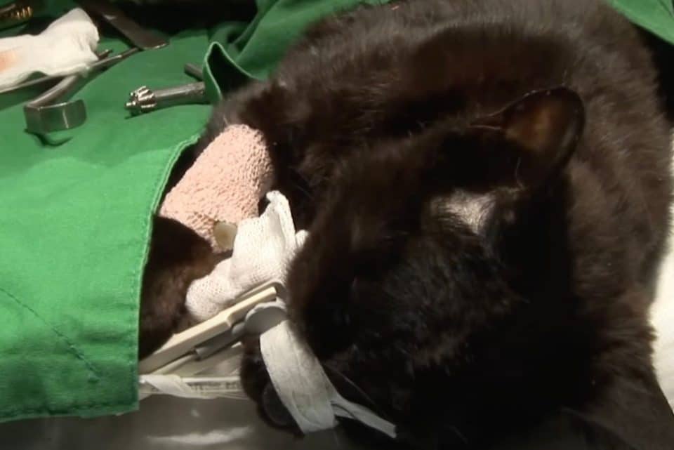cat on recovery 960x641