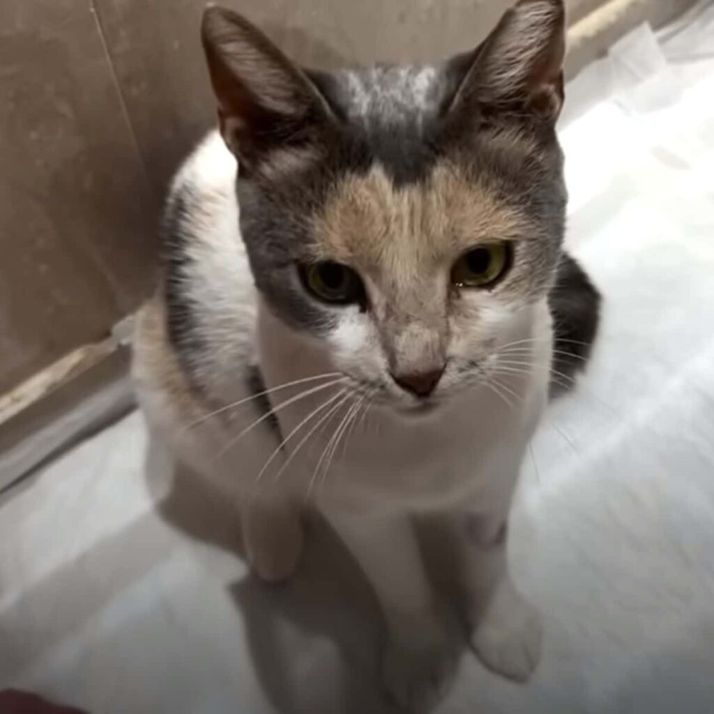 cat sitting 2