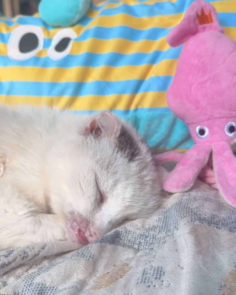 cat sleeping