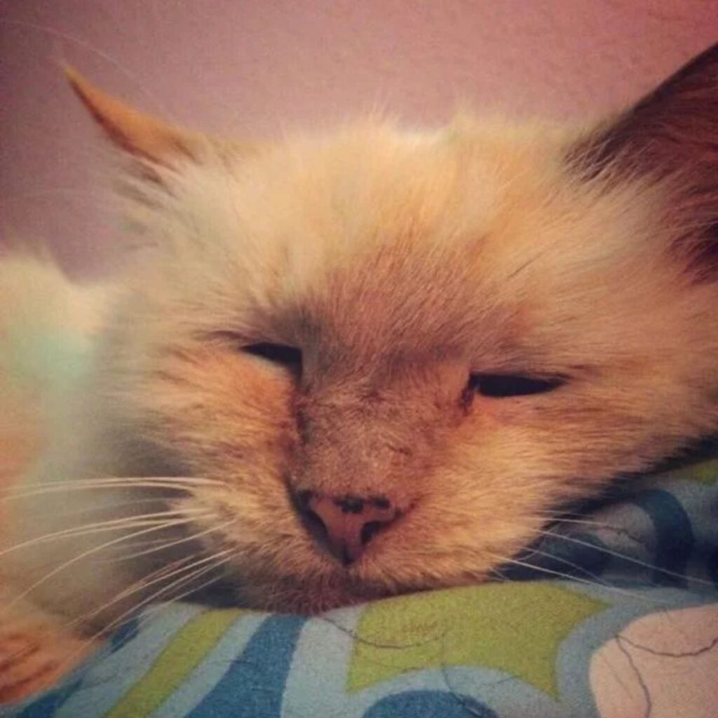 cat sleeping in bed