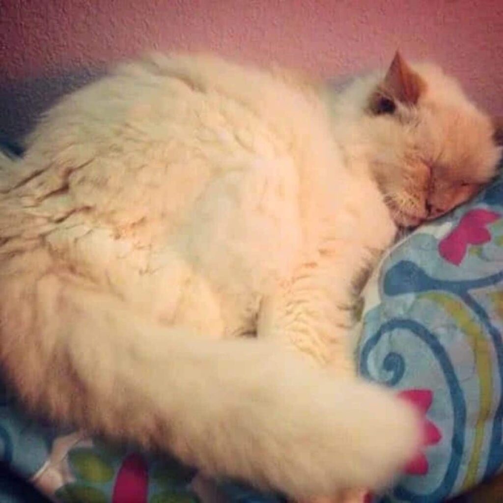 Abandoned At 17, Cat Finds The Love She Deserves